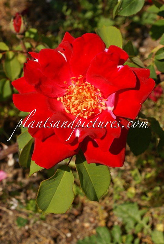 Rosa ‘Allen Chandler’