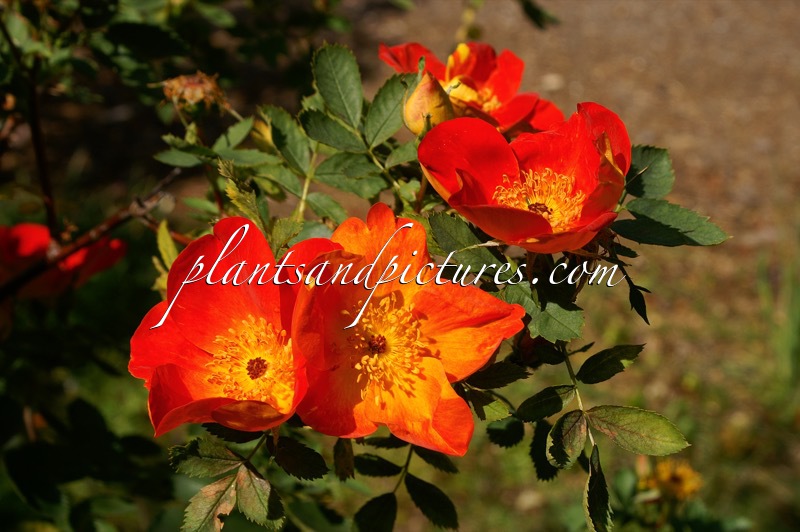 Rosa foetida ‘Bicolor’