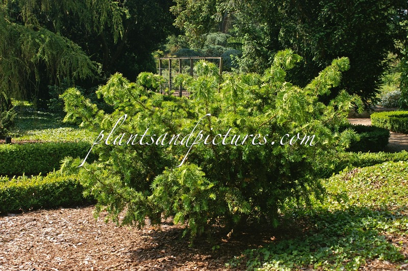 Taxus cuspidata ‘Rustique’