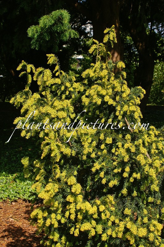 Taxus baccata ‘Graaf’s Gold’