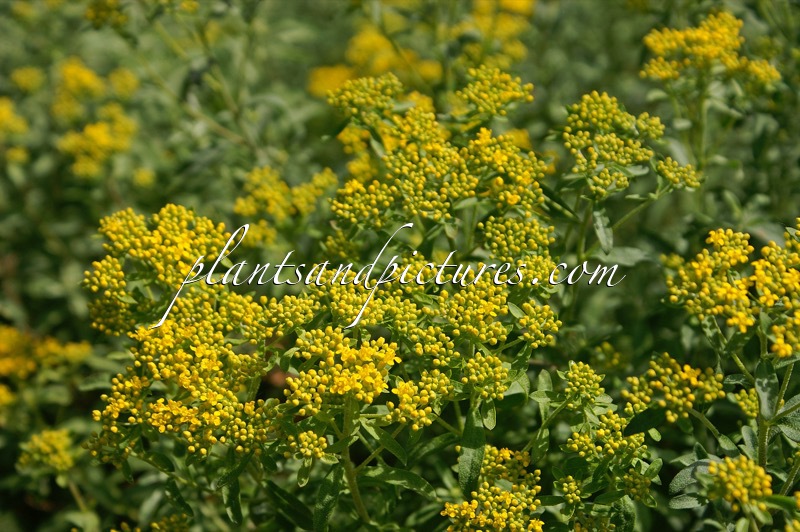 Alyssum murale
