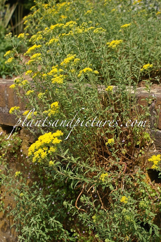 Alyssum murale