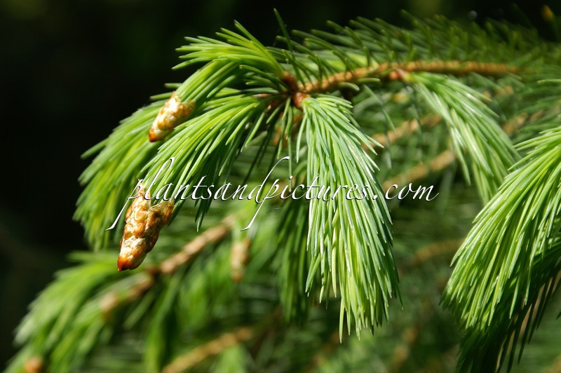 Picea spinulosa