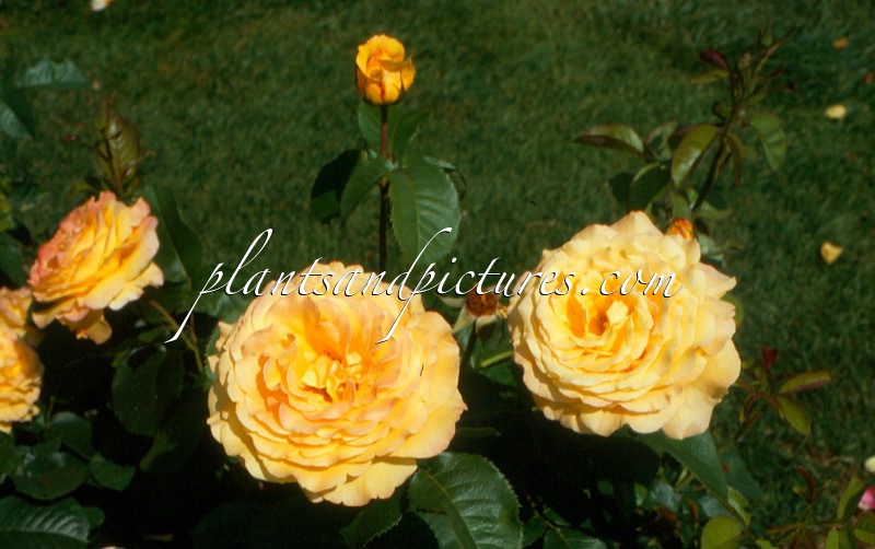 Rosa ‘Korol’ (PEER GYNT)