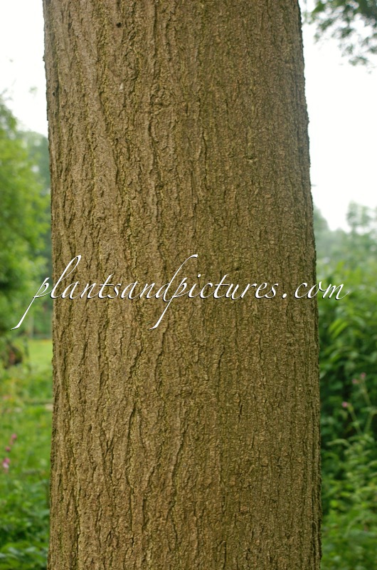 Styphnolobium japonicum