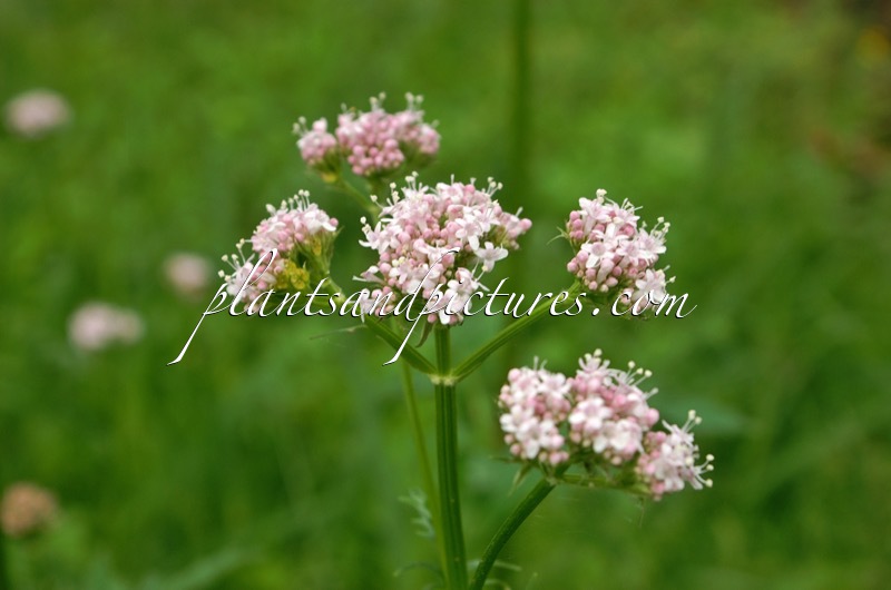 Valeriana officinalis
