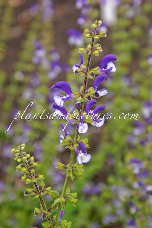 Salvia ‘Madeline’