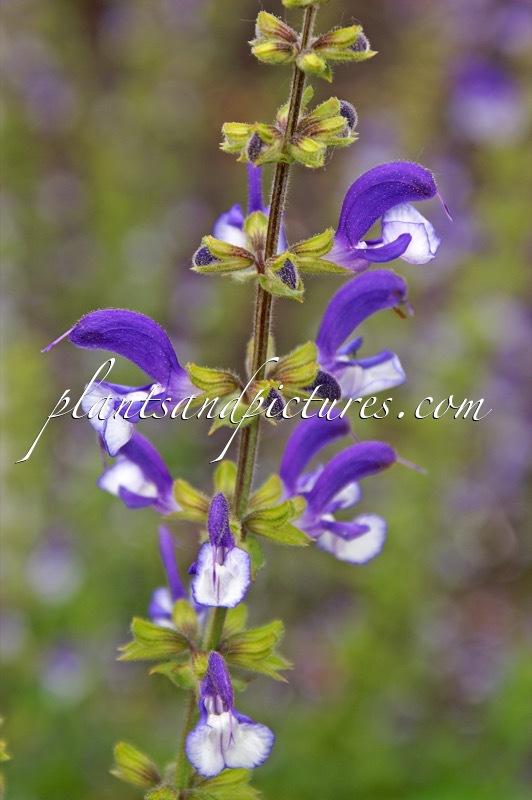 Salvia ‘Madeline’