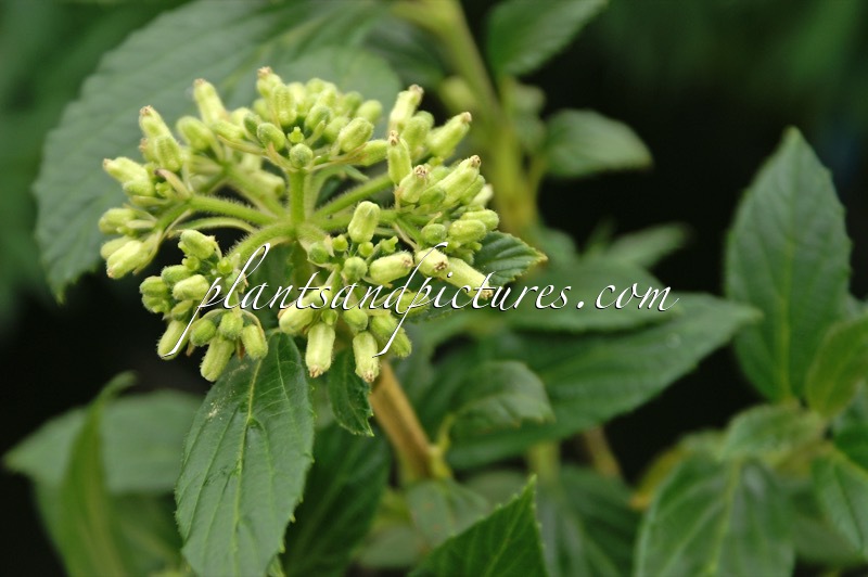 Viburnum luzonicum var. floribundum