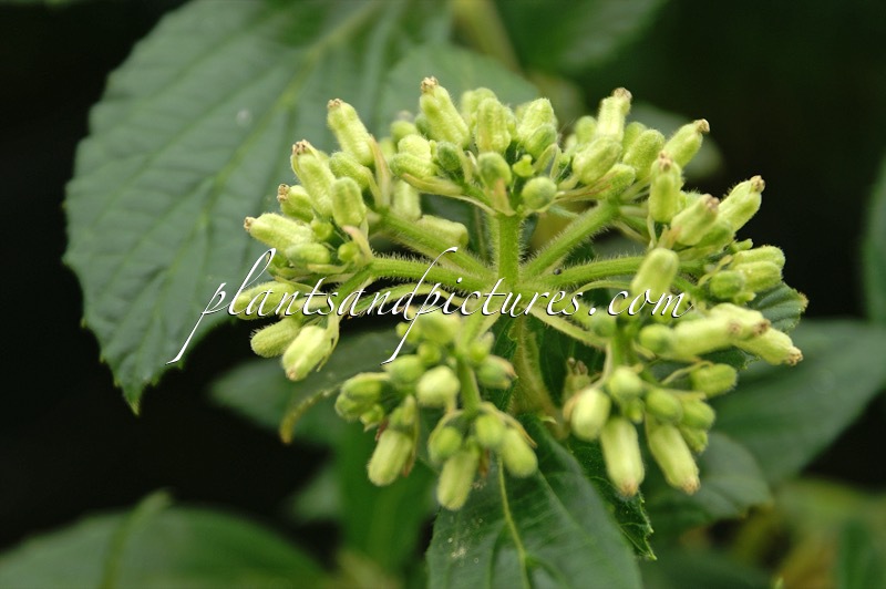 Viburnum luzonicum var. floribundum