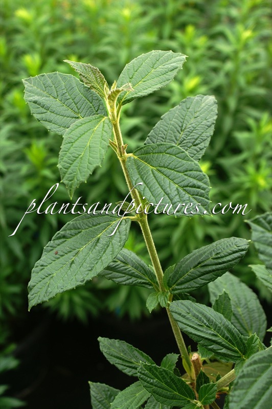 Viburnum luzonicum var. floribundum