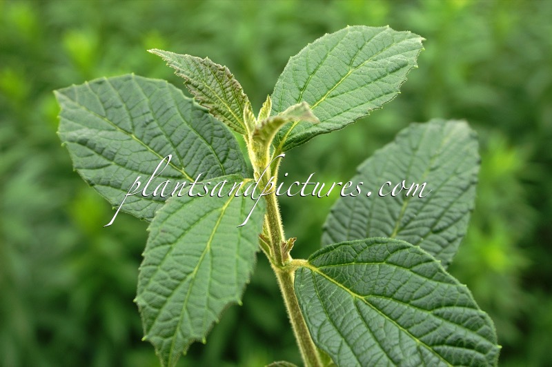 Viburnum luzonicum var. floribundum