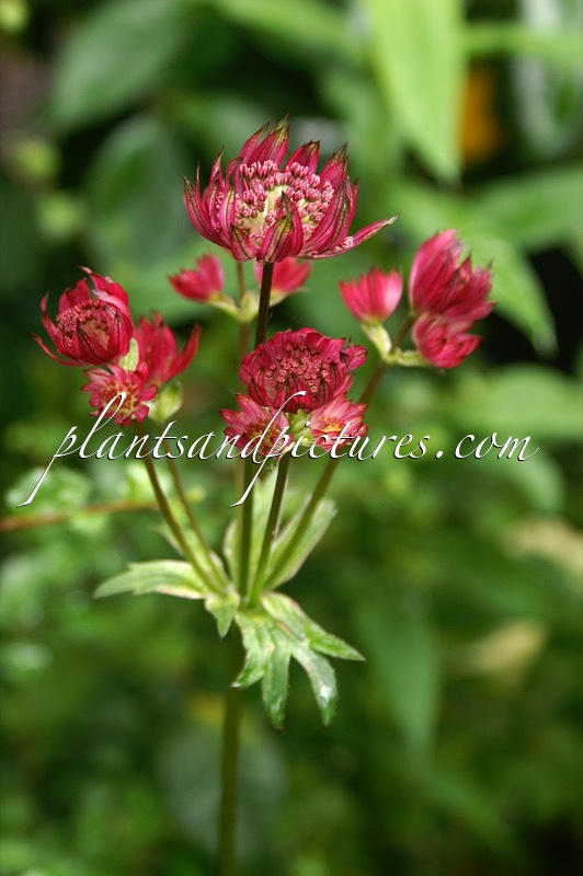 Astrantia major ‘Star of Fire’