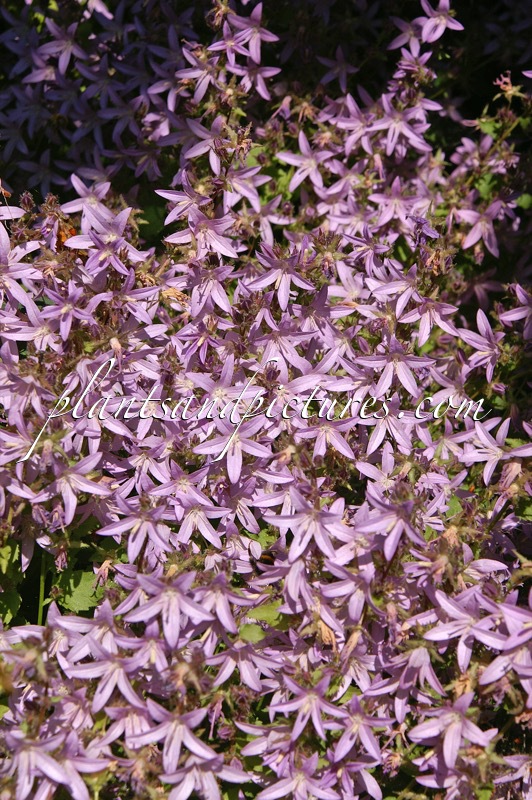 Campanula poscharskyana ‘Lisduggan Variety’