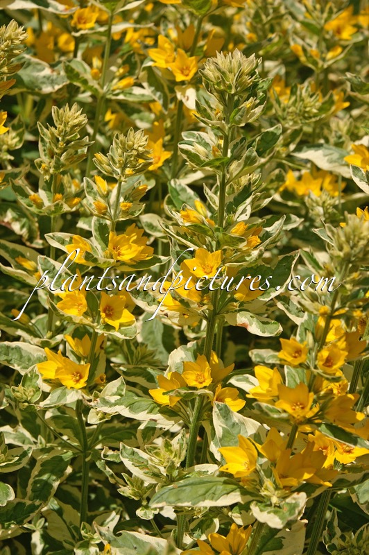 Lysimachia punctata ‘Alexander’