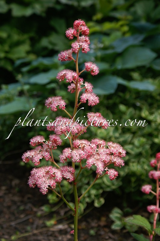 Rodgersia pinnata ‘Superba’