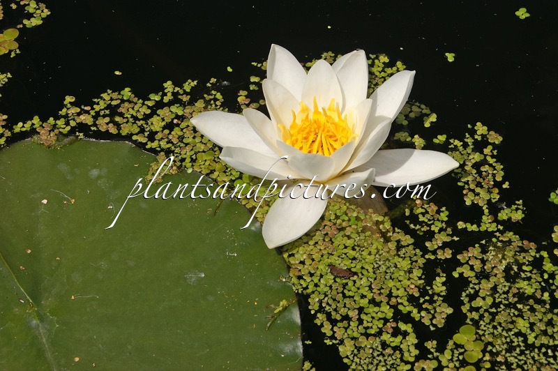 Nymphaea alba