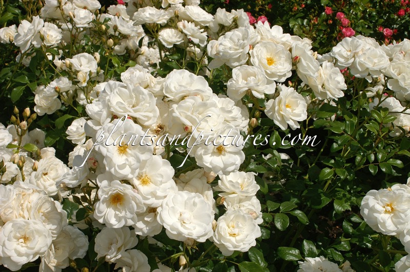 Rosa ‘Meigoffy’ (IVORY MEIDILAND)