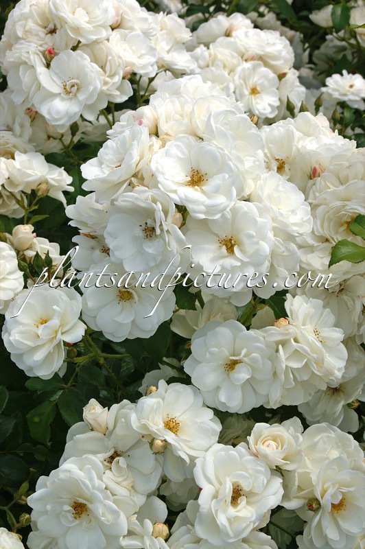 Rosa ‘Meigoffy’ (IVORY MEIDILAND)