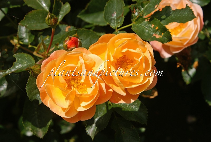 Rosa ‘Noa97400A’ (SEDANA)