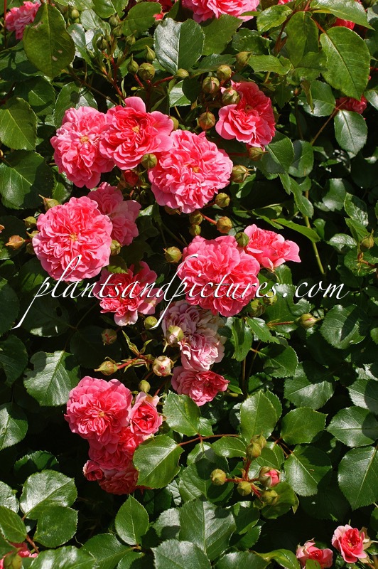 Rosa ‘Pink Swany’