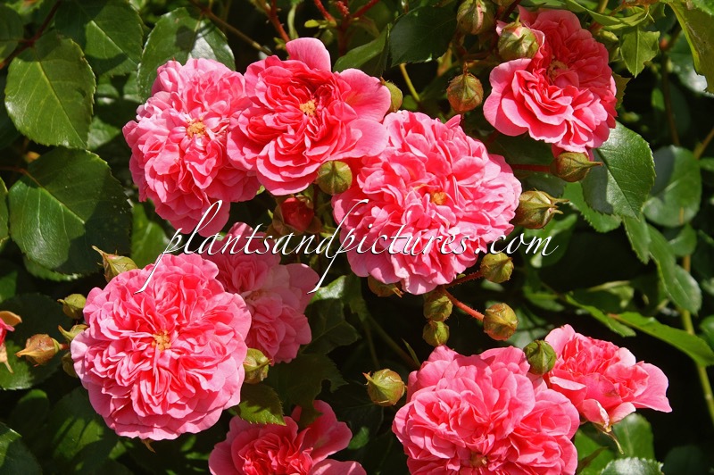 Rosa ‘Pink Swany’