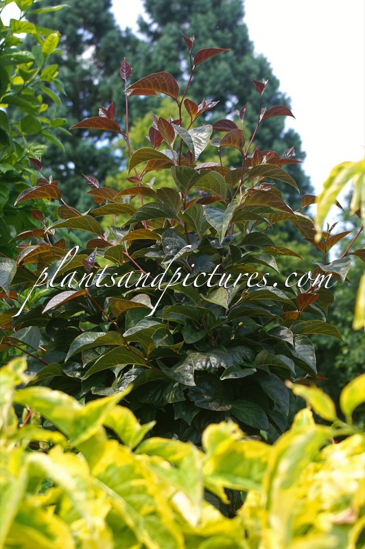 Styrax japonicus ‘Purple Dress’