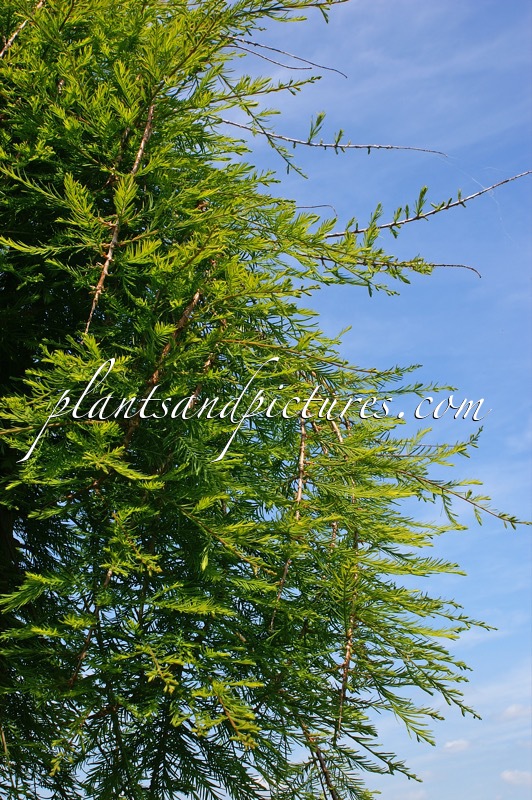 Taxodium distichum ‘Falling Waters’