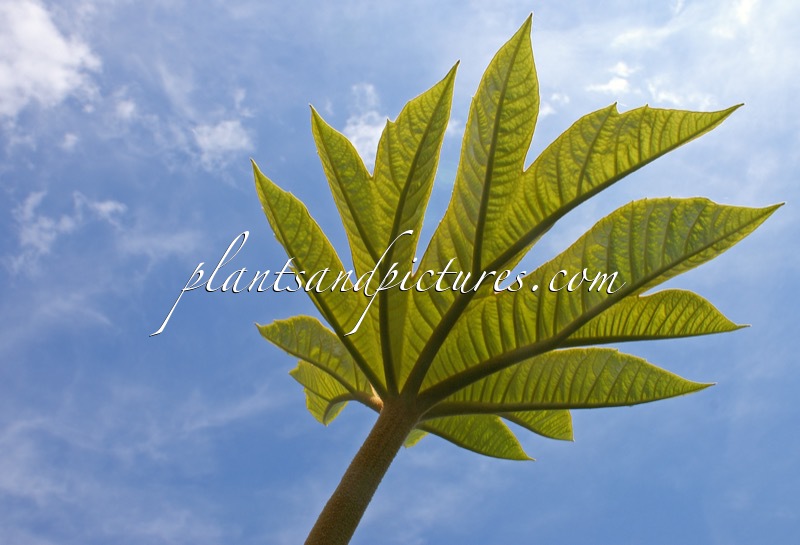 Aralia decaisneana