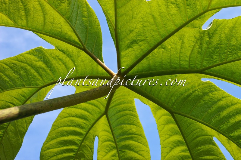 Aralia decaisneana