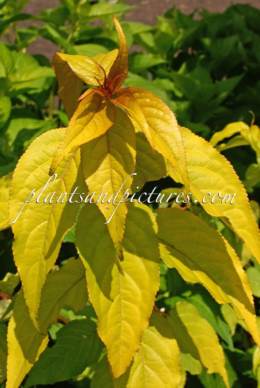 Stachyurus chinensis ‘Goldbeater’