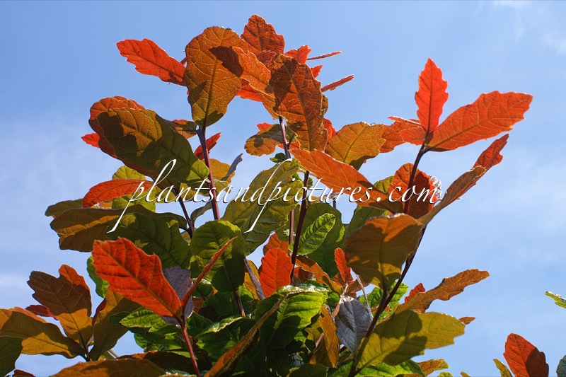 Quercus rysophylla ‘Maya’