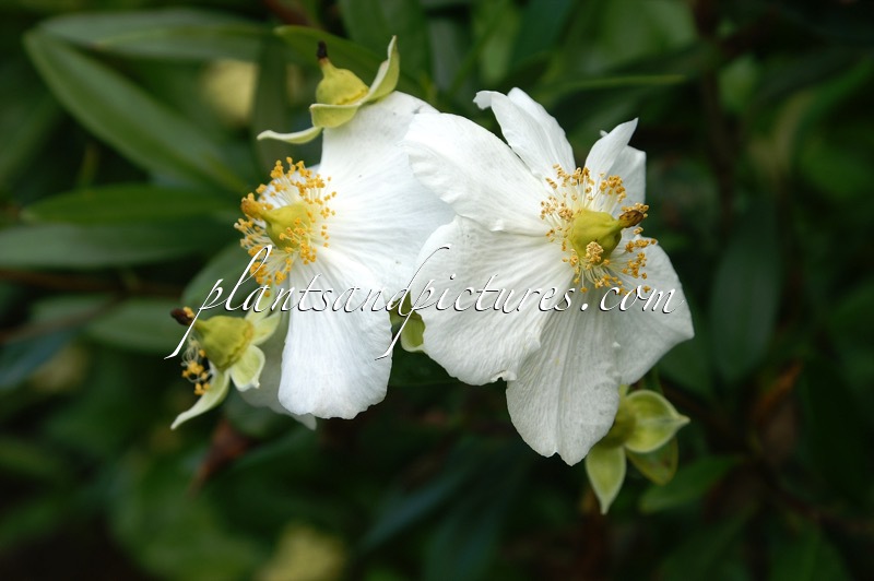 Carpenteria californica ‘Bodnant’