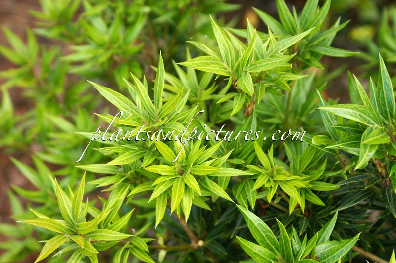 Osmanthus heterophyllus ‘Sasaba’