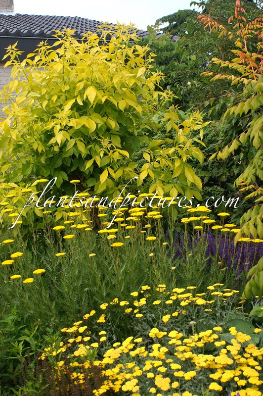 Ptelea trifoliata ‘Aurea’