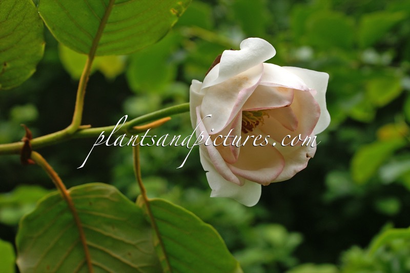 Magnolia globosa