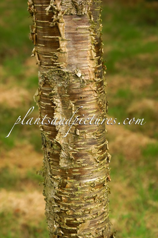 Betula alleghaniensis