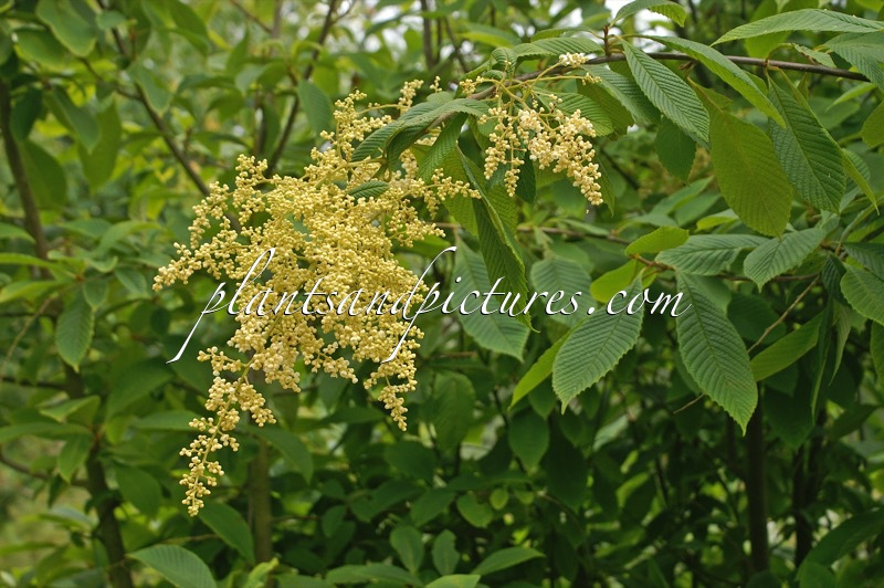 Meliosma dilleniifolia subsp. cuneifolia