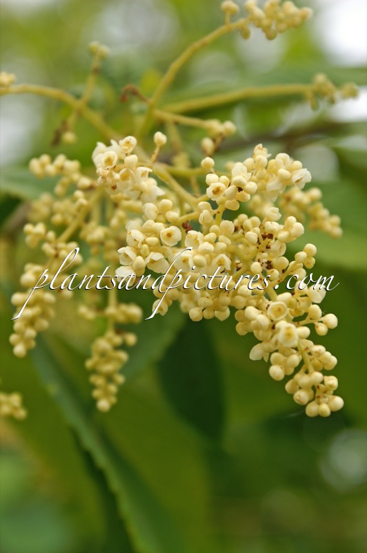 Meliosma dilleniifolia subsp. cuneifolia