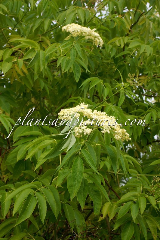 Sambucus cerulea