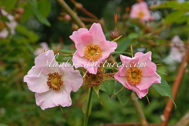 Rosa davidii var. elongata