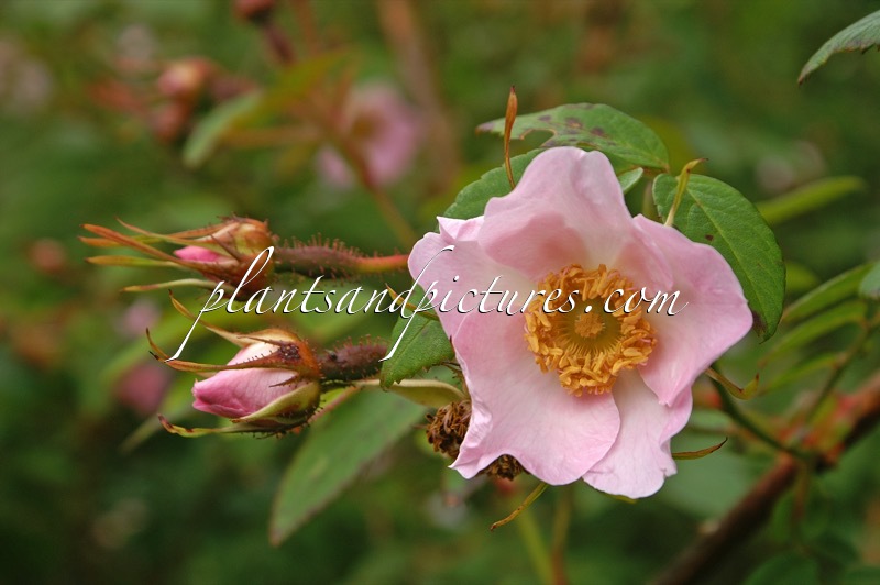 Rosa davidii var. elongata