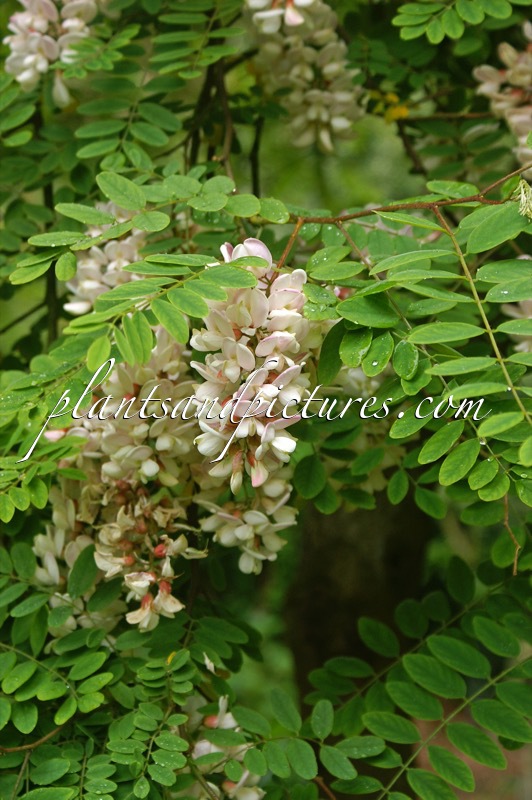Robinia ambigua