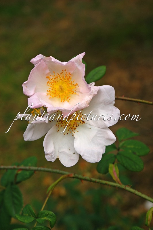 Rosa richardii ‘Sancta’