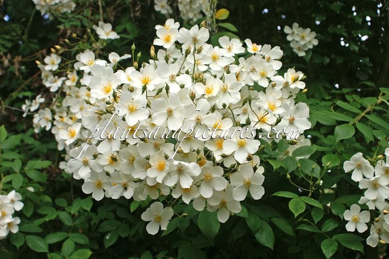 Rosa ‘Avalanche’