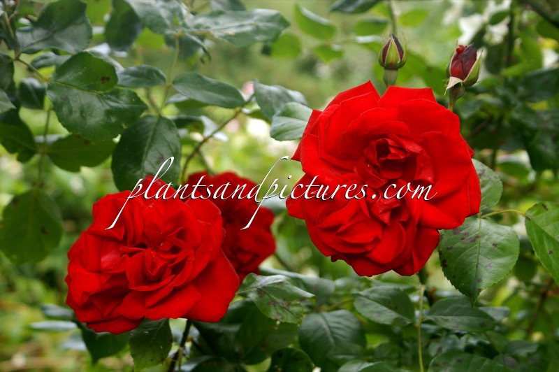 Rosa ‘Macdub’ (DUBLIN BAY)