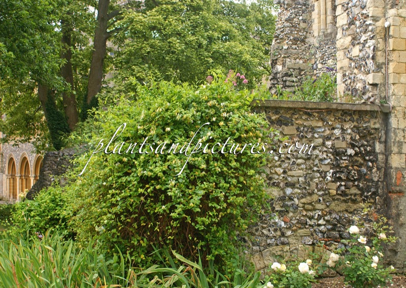 Lonicera japonica ‘Hall’s Prolific’