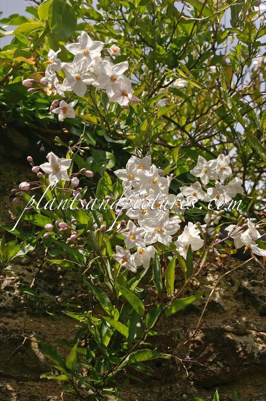 Solanum jasminoides ‘Album’
