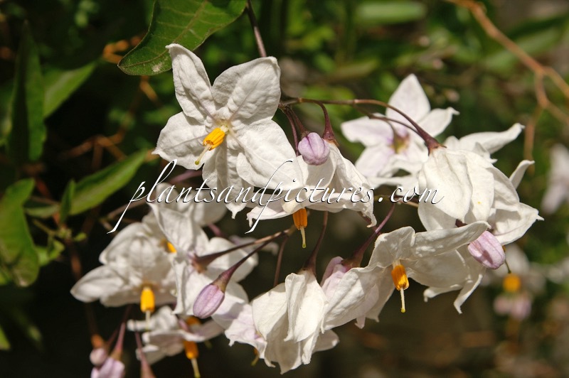 Solanum jasminoides ‘Album’