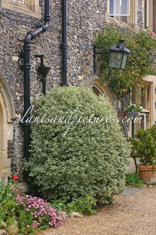 Pittosporum tenuifolium ‘Variegatum’